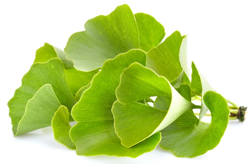 Ginkgo biloba